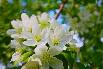 Obraz na płótnie Canvas white flowers of apple tree