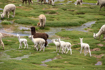 Alpaka-Kindergarten © Michael