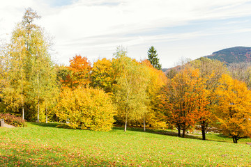 Autumn forest trees. Nature green wood sunlight backgrounds.