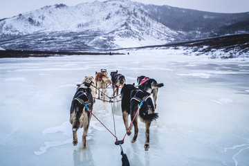 Dog sledding © Marian