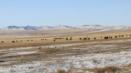 Mongolian wide field on the winter,