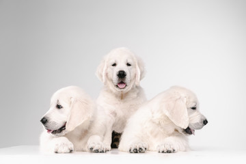 Obraz premium English cream golden retrievers posing. Cute playful doggies or purebred pets looks playful and cute isolated on white background. Concept of motion, action, movement, dogs and pets love. Copyspace.
