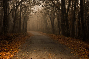 Fototapeta premium BOSQUE