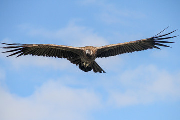 Kondor im Flug