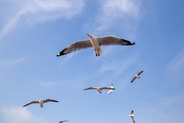 The herd of gulls is flying in the blue sky. Seagull migrated to the Gulf of Thailand during the winter at Bangpoo municipality, Samut Prakan province , Thailand.