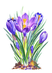 Spring crocuses flowers, watercolor on a white background, isolated. Painted flowers for a romantic, easter, greeting card, botanical illustration.