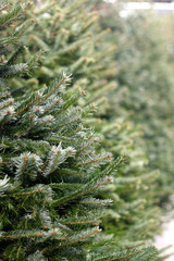 Pine tree on a Christmas tree lot. Selective focus.