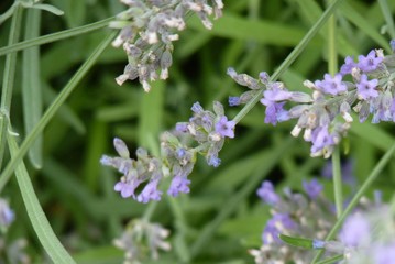 Lavande