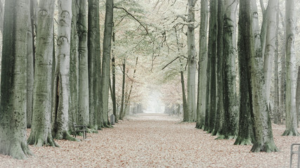 path in the forest during autumn 