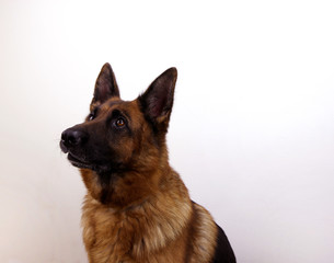 Studio portrait of young friendly German Shepherd. Isolated on white background.