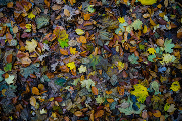 autumn leaves background