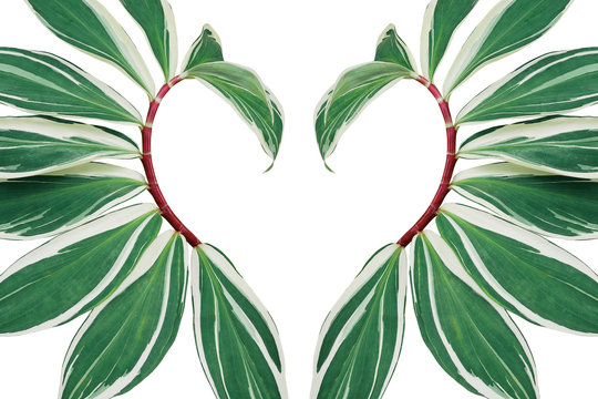 Tropical leaves pattern abstract love nature backdrop, heart shaped layout of green variegated spiral crepe ginger with red stems (Costus speciosus) the tropic plant on white background.