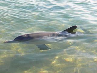 Bottlenose Dolphin at the beach of Monkey Mia in Australia