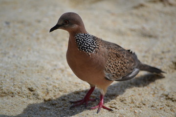 Perlhalstaube, Spilopelia chinensis, Strand, Thailand (2)