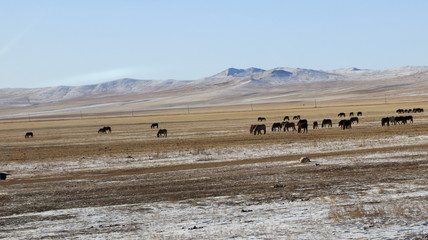 Fototapeta na wymiar Mongolian wide field on the winter,