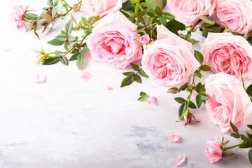 Beautiful pink roses flowers