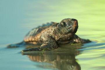 Obraz premium Baby loggerhead Sea turtle emerges to a bright beach 