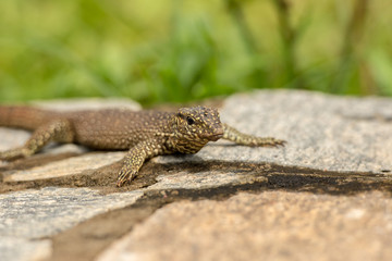 Small iguana looks out from the rock in tea field in Sri Lanka.
