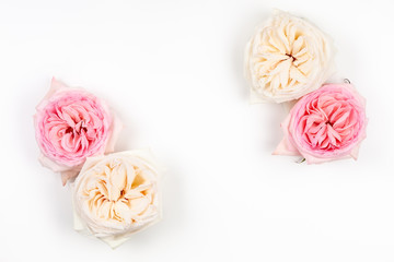 Beautiful pink and white roses flowers.