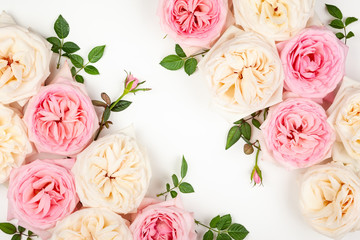 Beautiful pink and white roses flowers with leaves