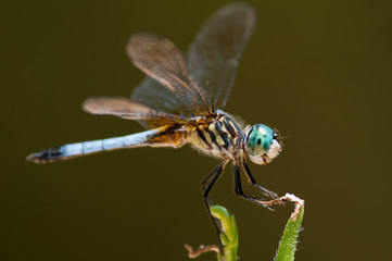 Closeup Dragonfly Standing on Grass