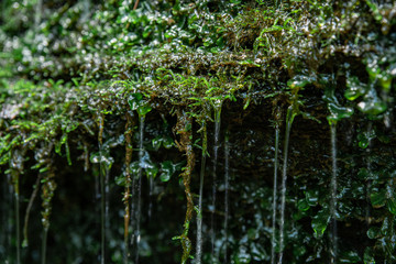 Closeup of lush green moss with spring water flowing