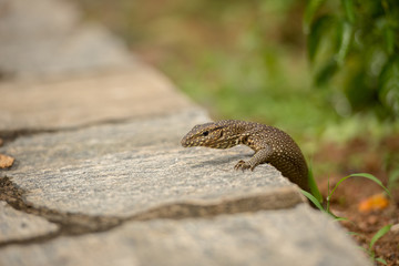 Small iguana looks out from the rock in tea field in Sri Lanka.