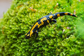 Fire Salamander (Salamandra salamandra) crawling in wet moss, Bavaria, Germany