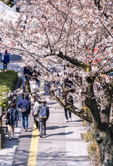 Obraz premium Visitors enjoying the scenario surrounded by Chidori-ga-fuchi Moat's cherry blossoms (sakura) on a rental boat ride.