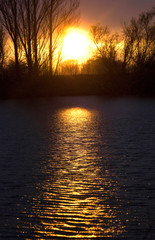 Sunset through trees