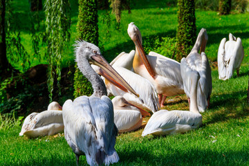 Flock of great white pelicans (Pelecanus onocrotalus) also known as the eastern white pelican, rosy pelican or white pelican on a lakeshore