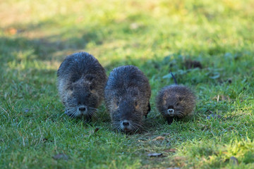 Nutria (Myocastor coypus) group of two adult with young walking on trail, Baden-Wuerttemberg,...