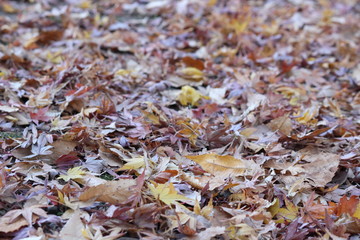 2017autumn