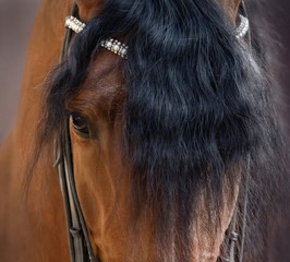 Close up image of eye, head and forelock of Andalusian horse.