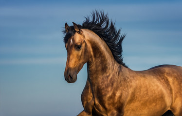 Portrait of light bay Andalusian horse.
