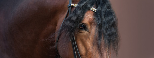 Close up image of eye, head and neck of Andalusian horse.