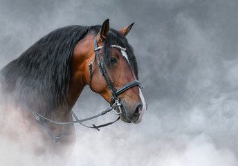 Spanish bay horse with long mane in light smoke.