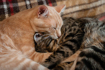 soft focus of cute sleepy fluffy tabby red and brown cats with closed eyes hugging with paws on plaid blanket at home
