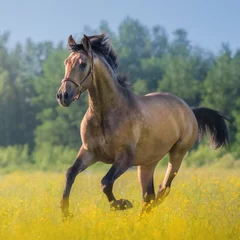 Foto op Plexiglas Paard Andalusisch paard op het gebied van bloemen op de boerderij.