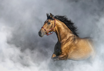 Andalusian horse in halter in light smoke with space for text.