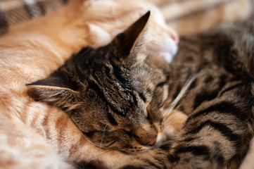 soft focus of adorable striped cats with closed eyes sleeping and hugging on brown blanket at home