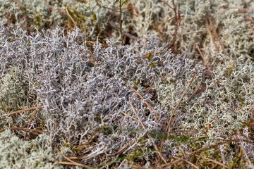 Reindeer moss growing in the tundra