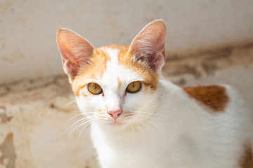 portrait of a cat .cat with eyes