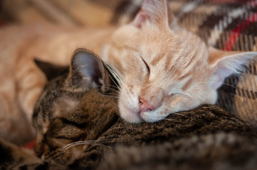 Naklejka na ściany i meble selective focus of muzzles adorable tabby cats with closed eyes sleeping and hugging on brown blanket at home