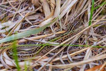 Little lizard among dry grass
