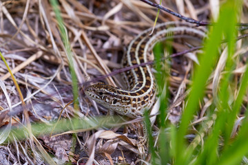 Viviparous lizard among dry grass