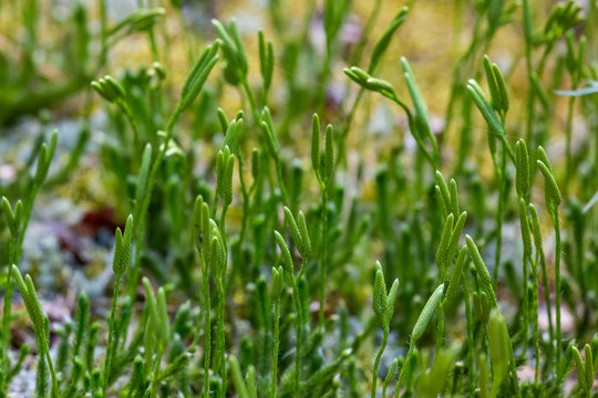 Lycopodium forest plant on a summer day, close up