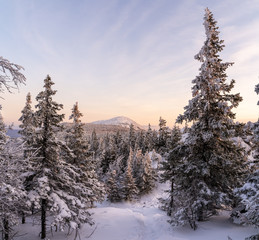 Winter landscape - frosty trees in snowy forest in the sunny morning. Tranquil winter nature in sunlight