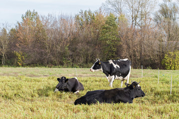 Dairy cows in rural farmland. black and white dairy cows in pasture. Black and white cows on a farmland. Grazing cow in lush meadow with other cows lying down in background