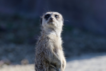 ミーアキャット